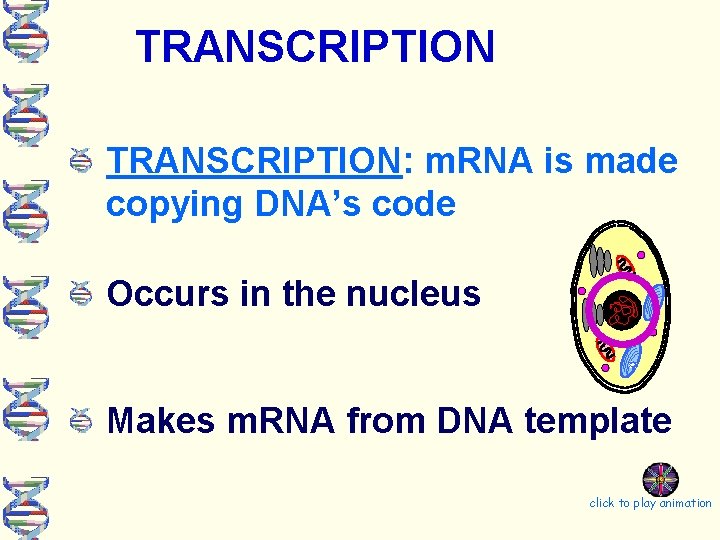 TRANSCRIPTION: m. RNA is made copying DNA’s code Occurs in the nucleus Makes m.