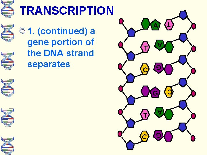 TRANSCRIPTION G G T A C C C A T T G 1. (continued)