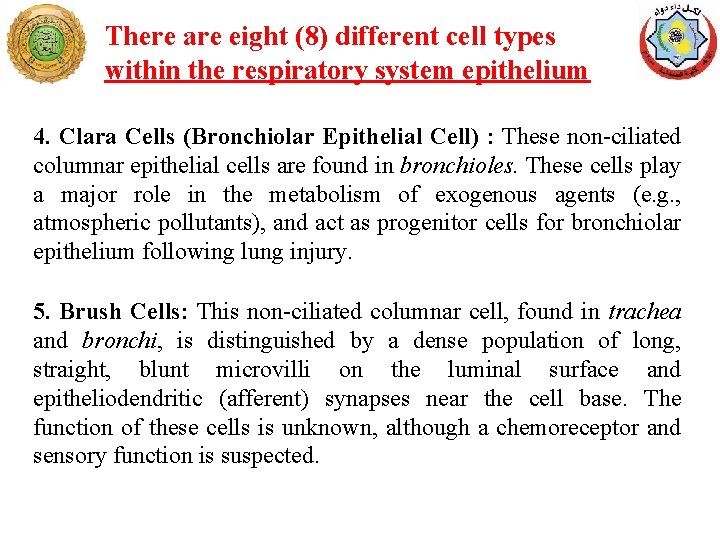 There are eight (8) different cell types within the respiratory system epithelium 4. Clara