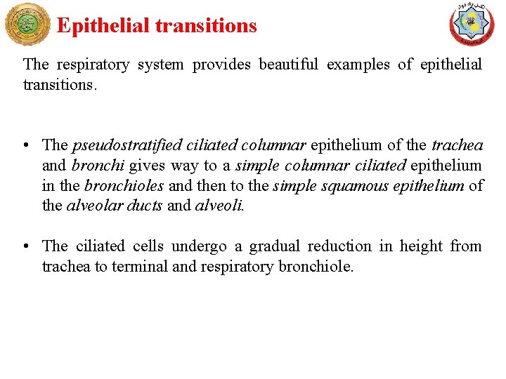 Epithelial transitions The respiratory system provides beautiful examples of epithelial transitions. • The pseudostratified