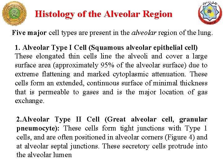 Histology of the Alveolar Region Five major cell types are present in the alveolar