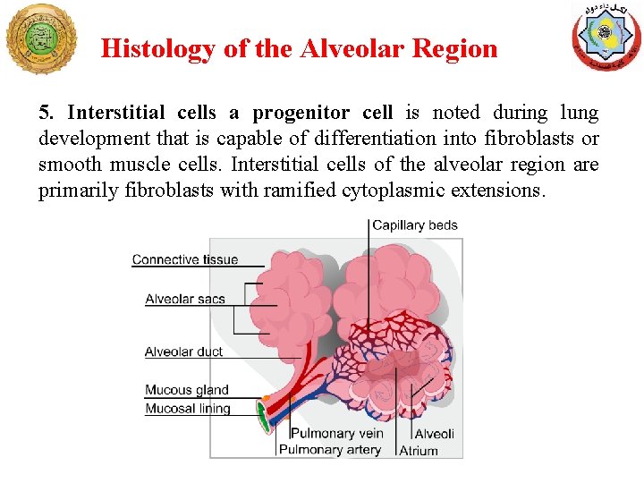 Histology of the Alveolar Region 5. Interstitial cells a progenitor cell is noted during