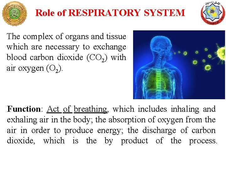 Role of RESPIRATORY SYSTEM The complex of organs and tissue which are necessary to