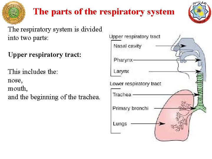 The parts of the respiratory system The respiratory system is divided into two parts: