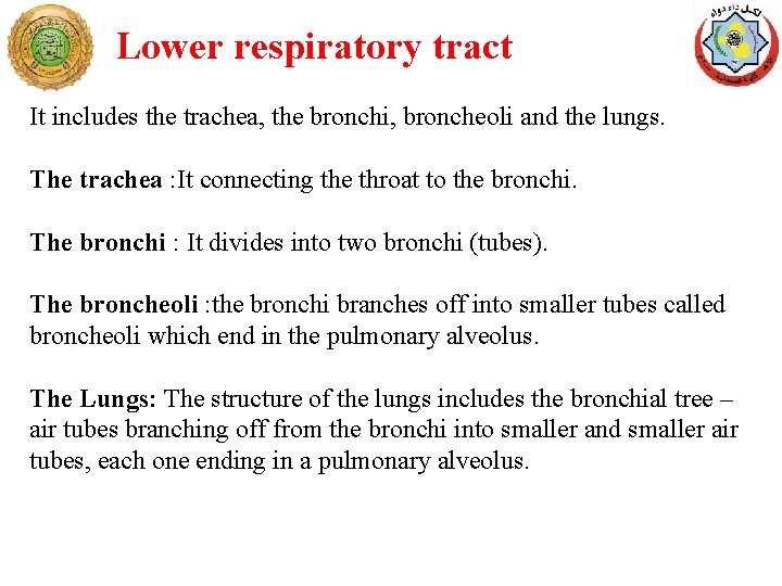 Lower respiratory tract It includes the trachea, the bronchi, broncheoli and the lungs. The