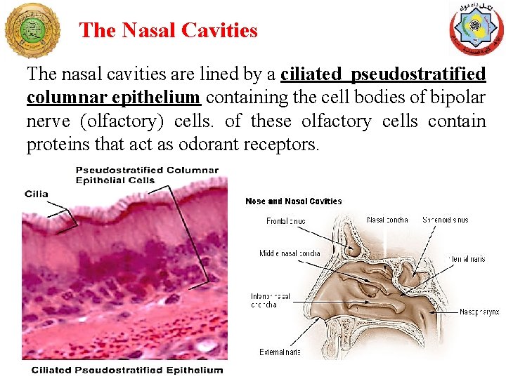 The Nasal Cavities The nasal cavities are lined by a ciliated pseudostratified columnar epithelium