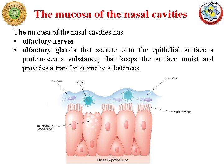 The mucosa of the nasal cavities has: • olfactory nerves • olfactory glands that