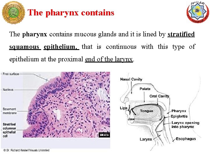 The pharynx contains mucous glands and it is lined by stratified squamous epithelium, that