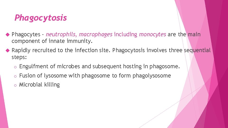 Phagocytosis Phagocytes - neutrophils, macrophages including monocytes are the main component of innate immunity.