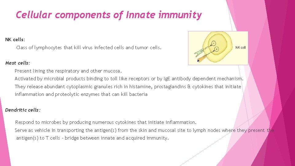 Cellular components of Innate immunity NK cells: Class of lymphocytes that kill virus infected