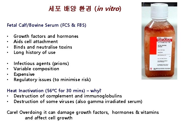 세포 배양 환경 (in vitro) Fetal Calf/Bovine Serum (FCS & FBS) • • Growth 세포 배양 환경 (in vitro) Fetal Calf/Bovine Serum (FCS & FBS) • • Growth