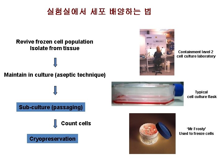 실험실에서 세포 배양하는 법 Revive frozen cell population Isolate from tissue Containment level 2