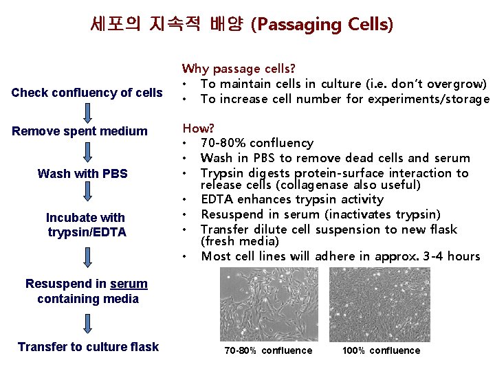 세포의 지속적 배양 (Passaging Cells) Check confluency of cells Remove spent medium Wash with 세포의 지속적 배양 (Passaging Cells) Check confluency of cells Remove spent medium Wash with