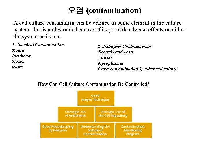 오염 (contamination) A cell culture contaminant can be defined as some element in the 오염 (contamination) A cell culture contaminant can be defined as some element in the