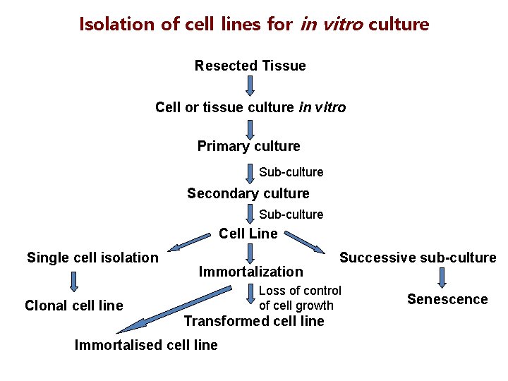 Isolation of cell lines for in vitro culture Resected Tissue Cell or tissue culture