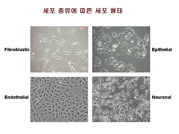 세포 종류에 따른 세포 형태 Fibroblastic Epithelial Endothelial Neuronal 세포 종류에 따른 세포 형태 Fibroblastic Epithelial Endothelial Neuronal