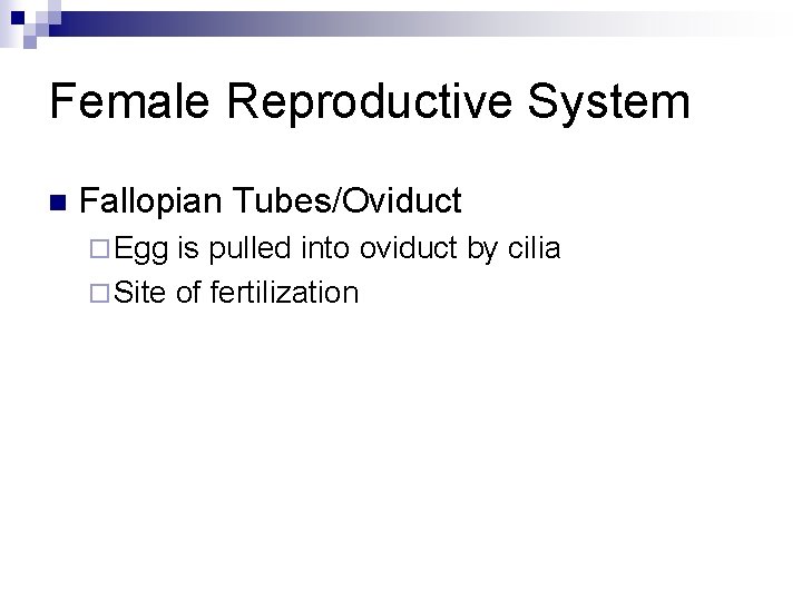 Female Reproductive System n Fallopian Tubes/Oviduct ¨ Egg is pulled into oviduct by cilia Female Reproductive System n Fallopian Tubes/Oviduct ¨ Egg is pulled into oviduct by cilia
