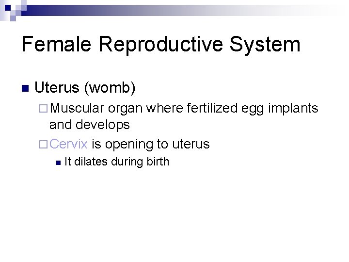 Female Reproductive System n Uterus (womb) ¨ Muscular organ where fertilized egg implants and