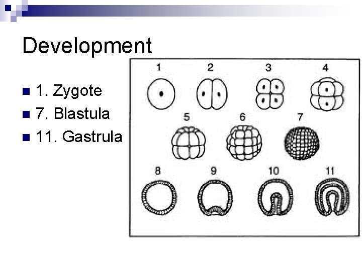 Development 1. Zygote n 7. Blastula n 11. Gastrula n Development 1. Zygote n 7. Blastula n 11. Gastrula n