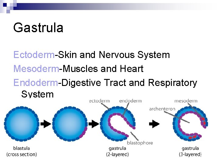 Gastrula Ectoderm-Skin and Nervous System Mesoderm-Muscles and Heart Endoderm-Digestive Tract and Respiratory System 