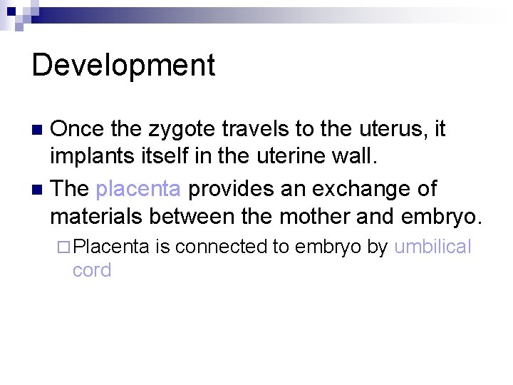 Development Once the zygote travels to the uterus, it implants itself in the uterine