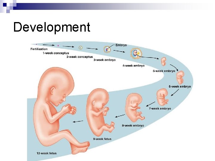Development Development
