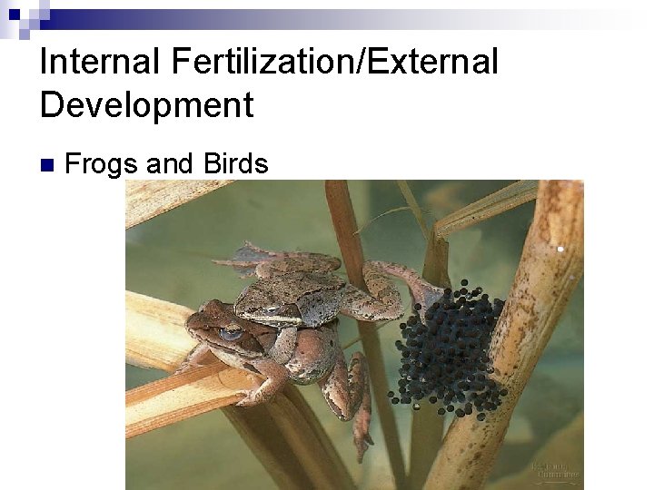 Internal Fertilization/External Development n Frogs and Birds 