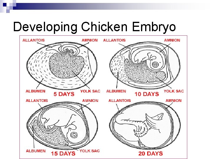 Developing Chicken Embryo Developing Chicken Embryo