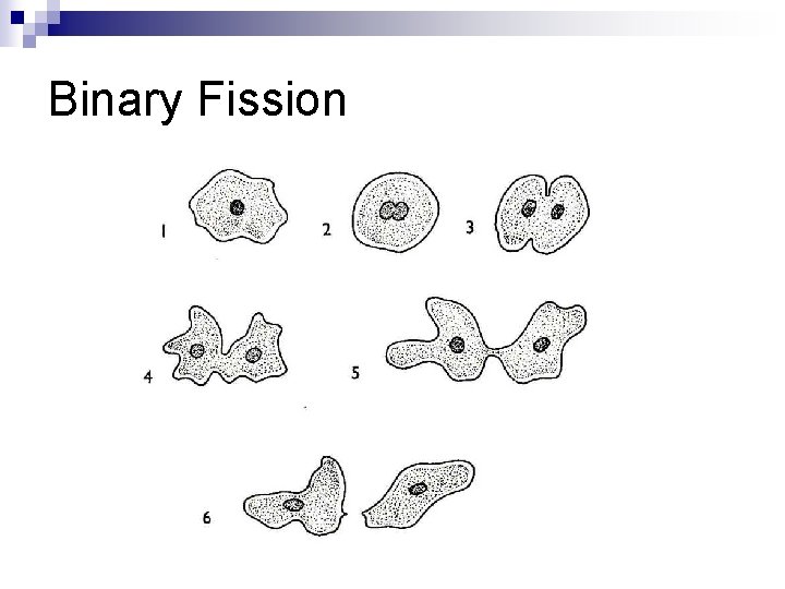 Binary Fission Binary Fission