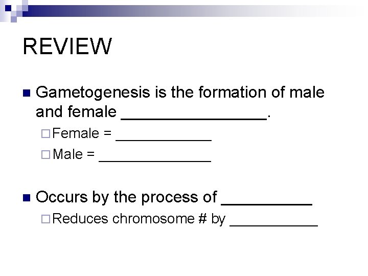 REVIEW n Gametogenesis is the formation of male and female ________. ¨ Female =