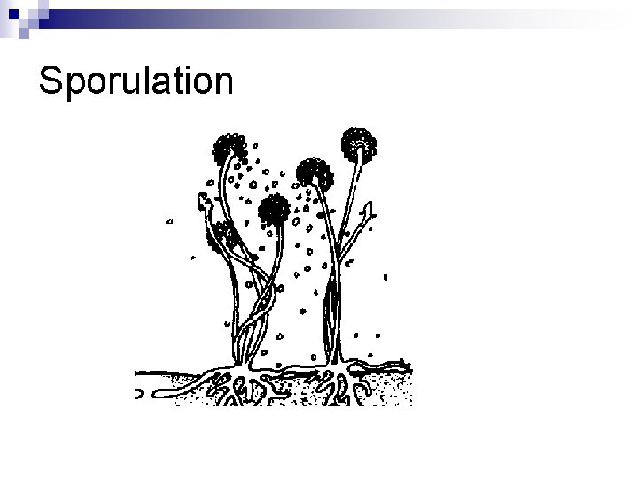 Sporulation Sporulation