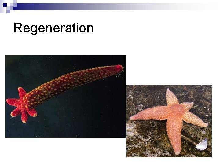 Regeneration Regeneration