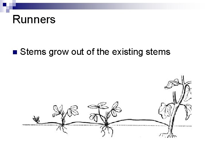 Runners n Stems grow out of the existing stems Runners n Stems grow out of the existing stems