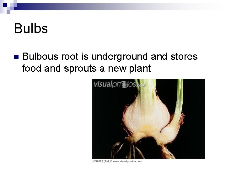 Bulbs n Bulbous root is underground and stores food and sprouts a new plant Bulbs n Bulbous root is underground and stores food and sprouts a new plant