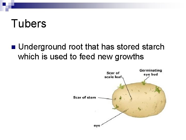 Tubers n Underground root that has stored starch which is used to feed new Tubers n Underground root that has stored starch which is used to feed new