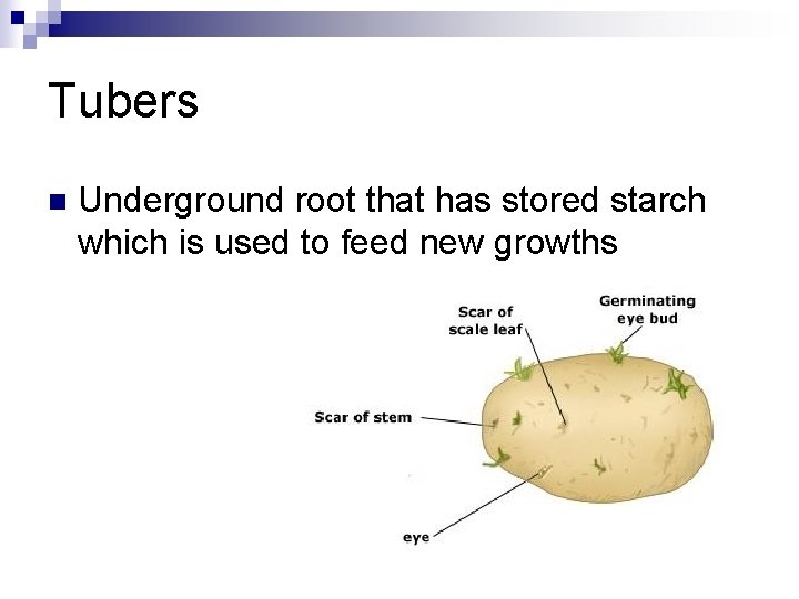 Tubers n Underground root that has stored starch which is used to feed new