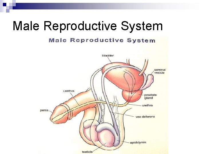 Male Reproductive System Male Reproductive System