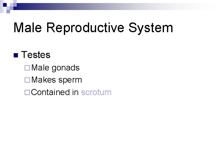 Male Reproductive System n Testes ¨ Male gonads ¨ Makes sperm ¨ Contained in