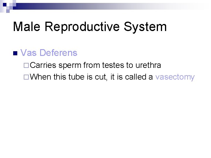 Male Reproductive System n Vas Deferens ¨ Carries sperm from testes to urethra ¨ Male Reproductive System n Vas Deferens ¨ Carries sperm from testes to urethra ¨