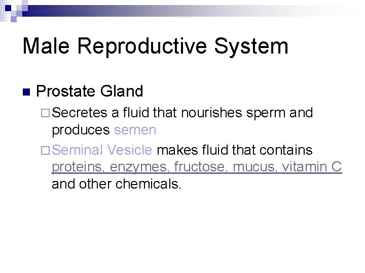 Male Reproductive System n Prostate Gland ¨ Secretes a fluid that nourishes sperm and