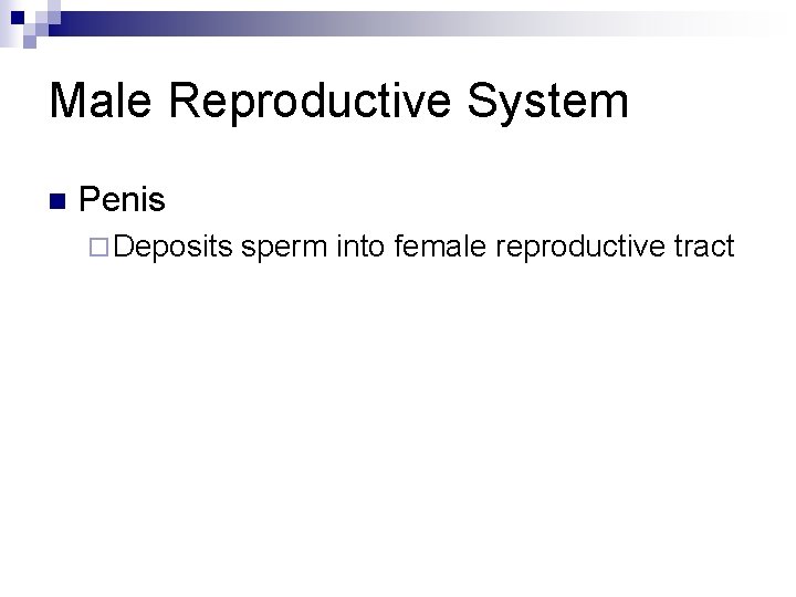 Male Reproductive System n Penis ¨ Deposits sperm into female reproductive tract 