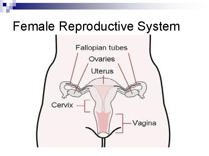 Female Reproductive System Female Reproductive System