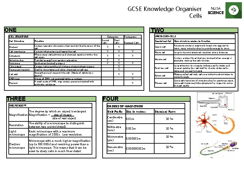 GCSE Knowledge Organiser Cells ONE Cell Structure Function Nucleus Cell membrane Cytoplasm Mitochondria Ribosome