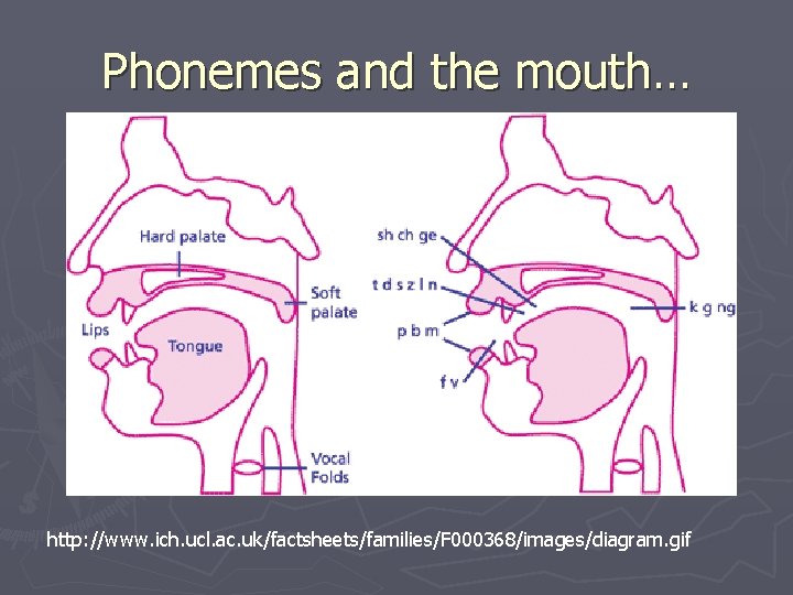 Phonemes and the mouth… http: //www. ich. ucl. ac. uk/factsheets/families/F 000368/images/diagram. gif 