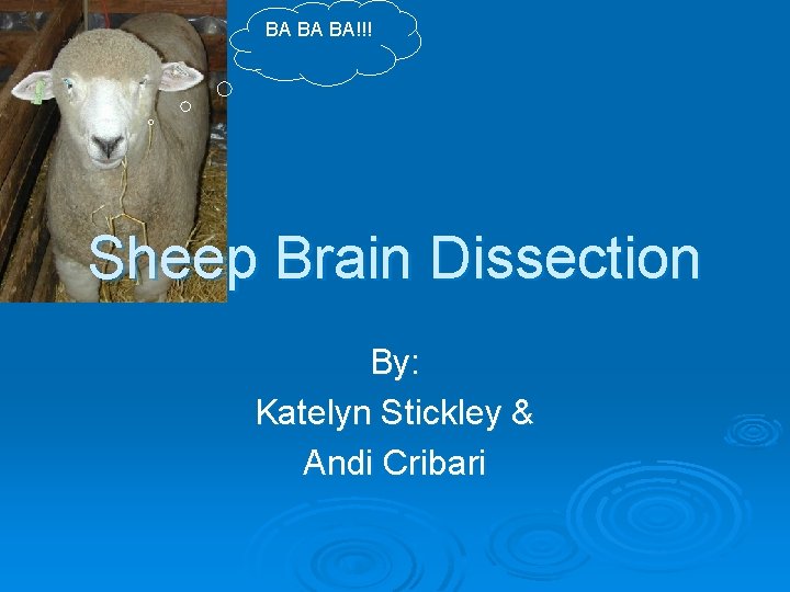 BA BA BA!!! Sheep Brain Dissection By: Katelyn Stickley & Andi Cribari 