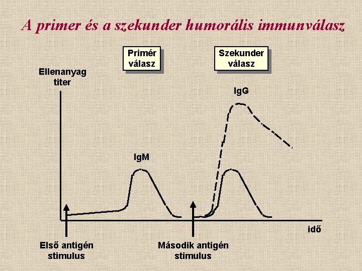 A primer és a szekunder humorális immunválasz Ellenanyag titer Primér válasz Szekunder válasz Ig.