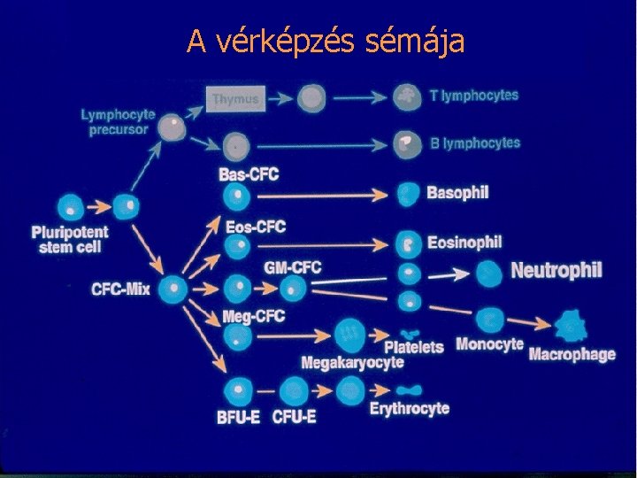 A vérképzés sémája 