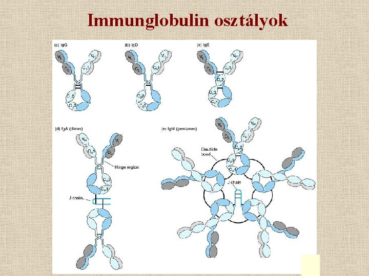 Immunglobulin osztályok 