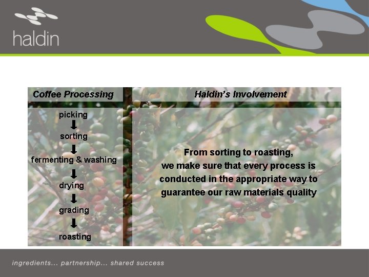 The Coffee Supply Chain Coffee Processing Haldin’s Involvement picking sorting fermenting & washing drying