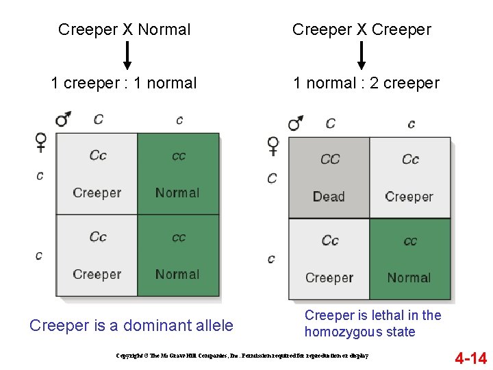 Creeper X Normal Creeper X Creeper 1 creeper : 1 normal : 2 creeper